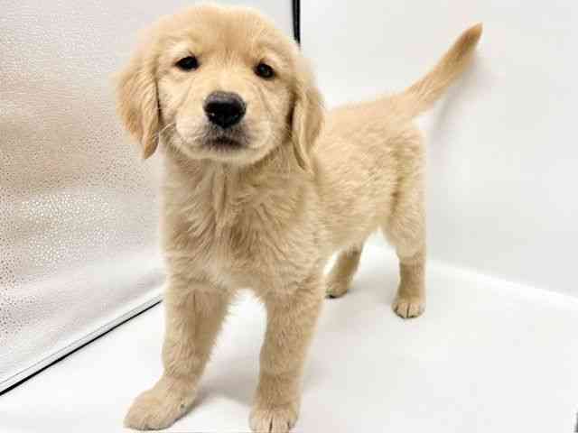 大阪府のゴールデンレトリバー (ひごペットフレンドリーイオンタウン豊中庄内店/2025年11月28日生まれ/女の子/ゴールデン)の子犬の3枚目の画像