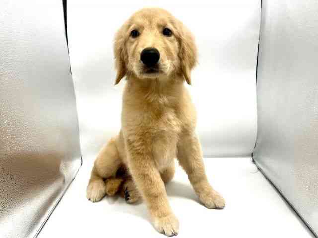 大阪府のゴールデンレトリバー (ひごペットフレンドリーイオンタウン豊中庄内店/2025年11月28日生まれ/女の子/ゴールデン)の子犬の3枚目の画像