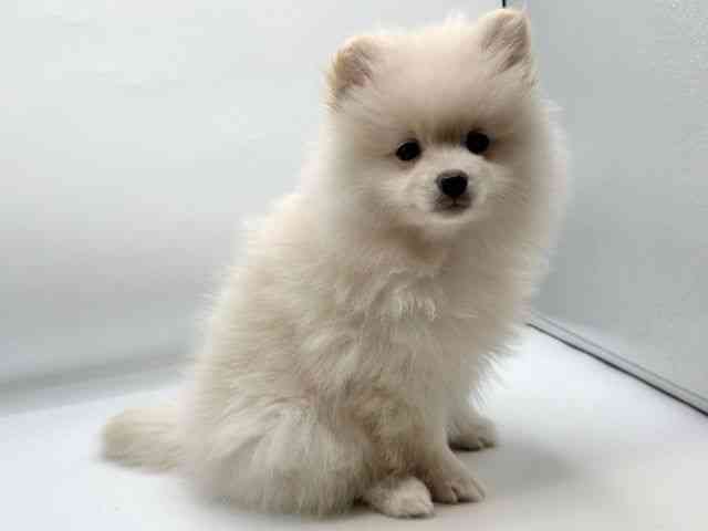 香川県のポメラニアン (ひごペットフレンドリーゆめタウン高松店/2025年11月29日生まれ/女の子/クリーム)の子犬の3枚目の画像