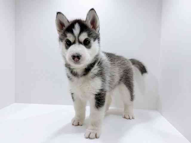 広島県のシベリアンハスキー (ひごペットフレンドリーフジグラン神辺店/2025年11月30日生まれ/女の子/ブラックホワイト)の子犬の3枚目の画像