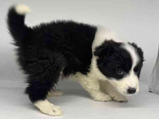奈良県のボーダーコリー (ひごペットフレンドリーイオンモール橿原ウエスト・ビレッジ店/2025年11月29日生まれ/女の子/ブラックホワイト)の子犬の3枚目の画像