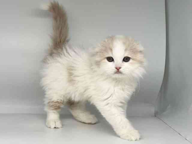 徳島県のスコティッシュフォールド (ひごペットフレンドリーゆめタウン徳島店/2025年11月29日生まれ/女の子/クリームホワイト)の子猫の3枚目の画像