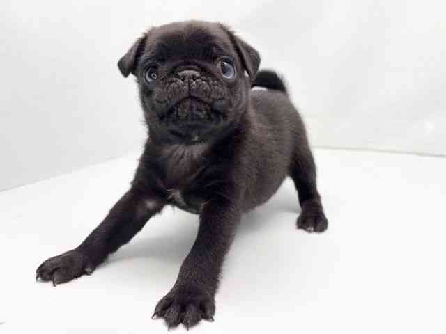 京都府のパグ (ひごペットフレンドリー洛北阪急スクエア店/2025年11月28日生まれ/男の子/ブラック)の子犬の3枚目の画像