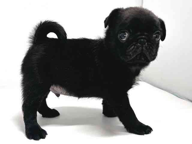 奈良県のパグ (ひごペットフレンドリー奈良パワーシティ店/2025年11月28日生まれ/男の子/ブラック)の子犬の3枚目の画像