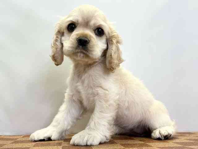 愛媛県のアメリカンコッカースパニエル (ひごペットフレンドリーエミフルMASAKI店/2025年11月26日生まれ/女の子/バフ)の子犬の3枚目の画像