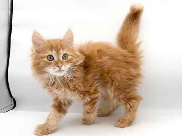 大阪府のサイベリアン (ひごペットフレンドリーイオンそよら海老江店/2025年11月30日生まれ/男の子/レッドタビーホワイト)の子猫の3枚目の画像