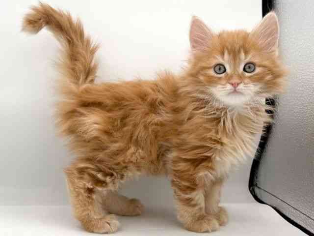 大阪府のサイベリアン (ひごペットフレンドリーイオンそよら海老江店/2025年11月30日生まれ/男の子/レッドタビーホワイト)の子猫の3枚目の画像