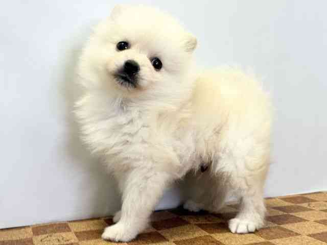 愛媛県のポメラニアン (ひごペットフレンドリーエミフルMASAKI店/2025年11月29日生まれ/男の子/クリーム)の子犬の3枚目の画像