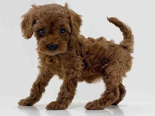 奈良県のトイプードル(トイ) (ひごペットフレンドリーイオンモール橿原ウエスト・ビレッジ店/2025年11月29日生まれ/女の子/レッド)の子犬の3枚目の画像