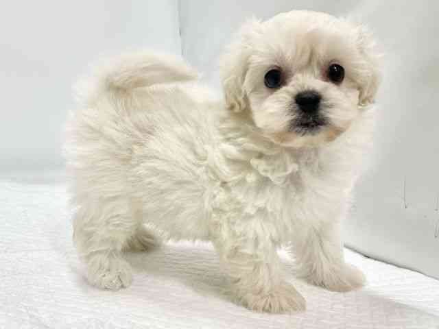 高知県のペキプー(ペキニーズ×プードル) (ひごペットフレンドリーイオンモール高知店/2025年11月26日生まれ/女の子/クリームホワイト)の子犬の3枚目の画像