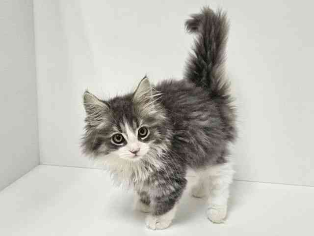 愛知県のサイベリアン (ひごペットフレンドリーイトーヨーカドー知多店/2025年11月29日生まれ/男の子/ブルーホワイト)の子猫の3枚目の画像
