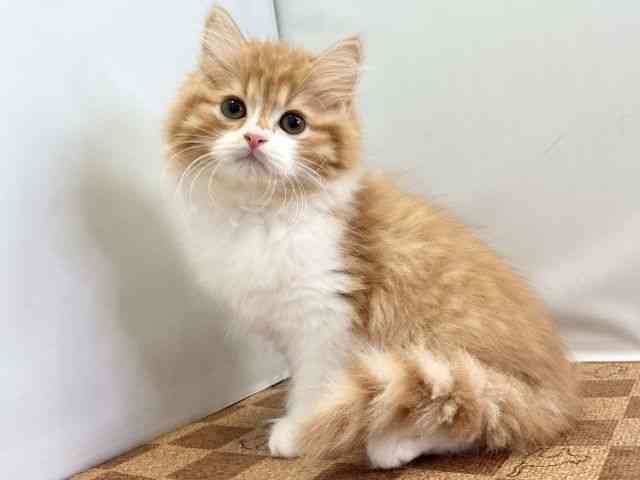 愛媛県のサイベリアン (ひごペットフレンドリーエミフルMASAKI店/2025年11月29日生まれ/男の子/レッドタビーホワイト)の子猫の3枚目の画像