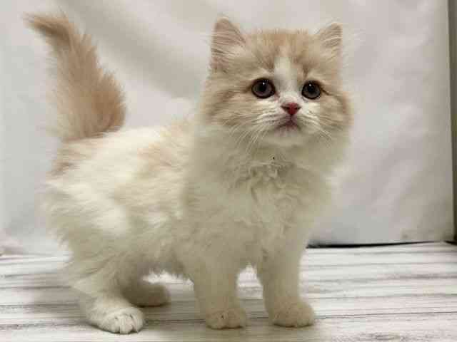 和歌山県のサイベリアン (ひごペットフレンドリーパームシティ和歌山店/2025年11月29日生まれ/女の子/クリームホワイト)の子猫の3枚目の画像