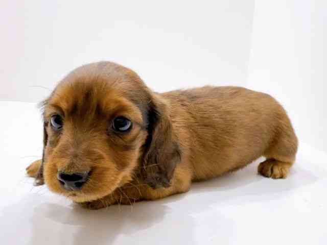 広島県のミニチュアダックスフンド(ロング) (ひごペットフレンドリーフジグラン神辺店/2025年11月29日生まれ/女の子/レッド)の子犬の3枚目の画像