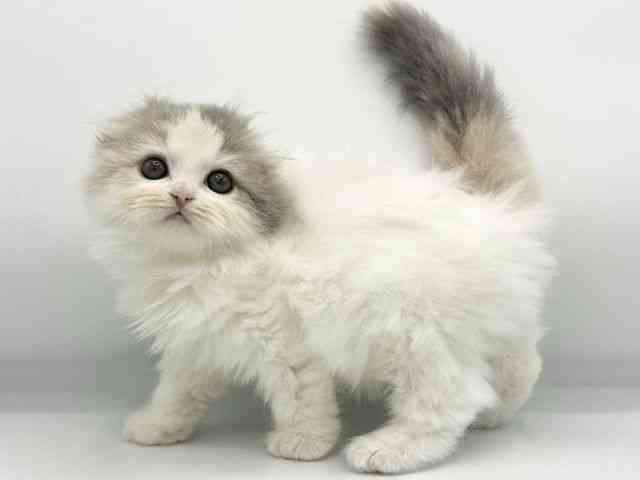 大阪府のスコティッシュフォールド (ひごペットフレンドリーららぽーとEXPOCITY店/2025年11月28日生まれ/女の子/ダイリュートキャリコ)の子猫の3枚目の画像