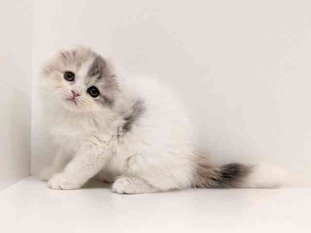 福岡県のスコティッシュフォールド (ひごペットフレンドリーリバーウォーク北九州店/2025年11月28日生まれ/女の子/ダイリュートキャリコ)の子猫の3枚目の画像
