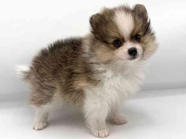 大阪府のポメラニアン (ひごペットフレンドリーららぽーとEXPOCITY店/2025年11月29日生まれ/男の子/オレンジホワイト)の子犬の3枚目の画像