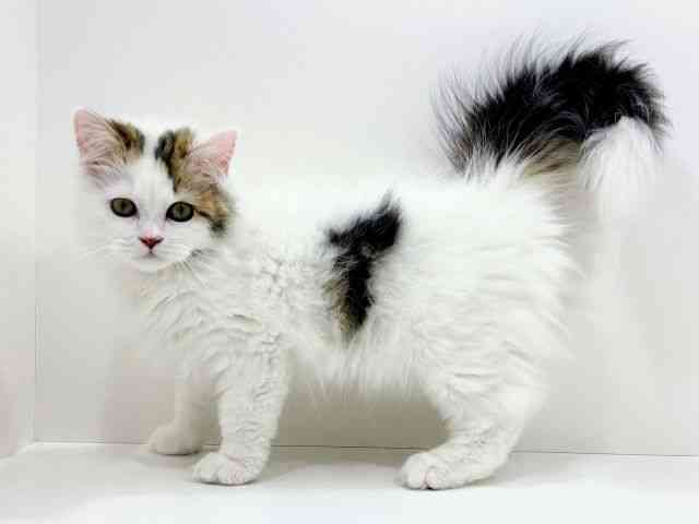 広島県のラガマフィン (ひごペットフレンドリーフジグラン神辺店/2025年11月30日生まれ/男の子/ブラウンタビーホワイト)の子猫の3枚目の画像