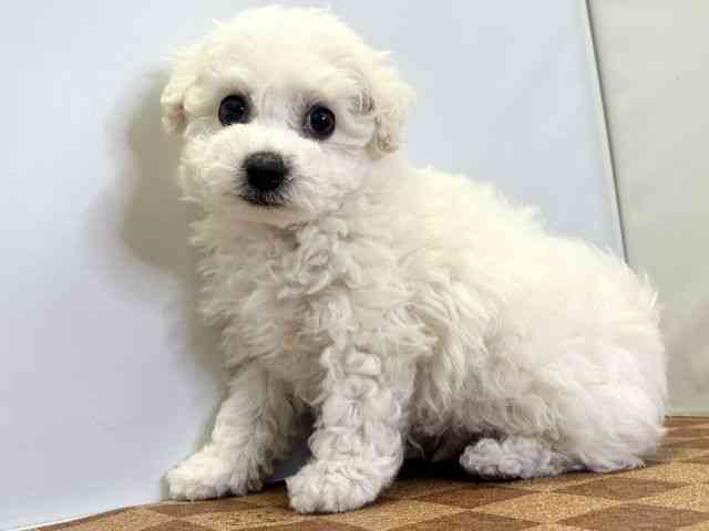 愛媛県のビションフリーゼ (ひごペットフレンドリーエミフルMASAKI店/2025年11月25日生まれ/男の子/ホワイト)の子犬の3枚目の画像