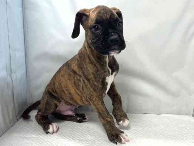 大阪府のボクサー (ひごペットフレンドリー堺プラットプラット店/2025年11月29日生まれ/男の子/ブリンドル)の子犬の3枚目の画像