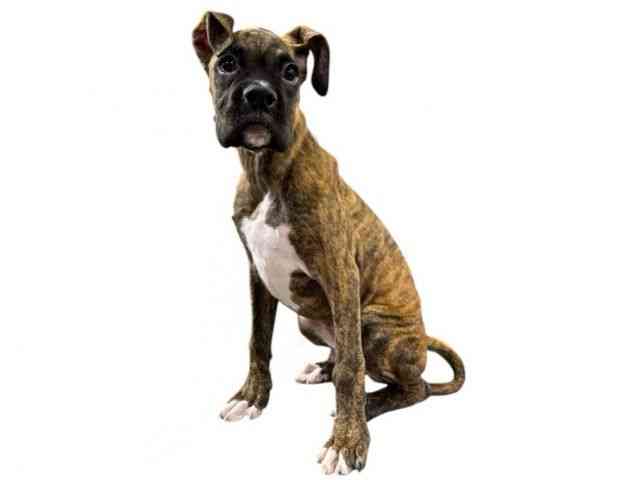 大阪府のボクサー (ひごペットフレンドリー堺プラットプラット店/2025年11月29日生まれ/男の子/ブリンドル)の子犬の3枚目の画像