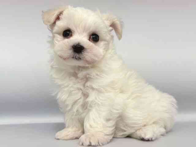 大阪府のマルチーズ (ひごペットフレンドリー岸和田店/2025年11月28日生まれ/女の子/ホワイト)の子犬の3枚目の画像