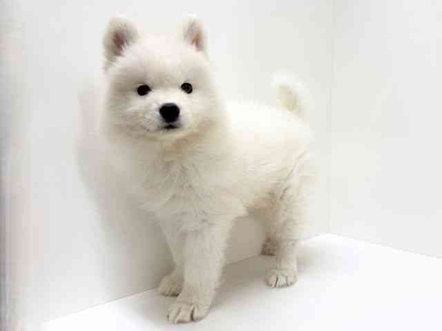 大阪府のサモエド (ひごペットフレンドリーくずはモール店/2025年11月26日生まれ/女の子/ホワイト)の子犬の3枚目の画像