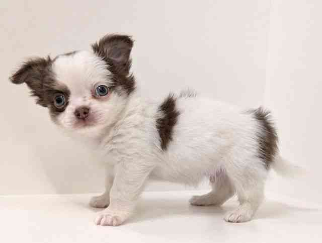 福岡県のチワワ(ロング) (ひごペットフレンドリーリバーウォーク北九州店/2025年11月24日生まれ/男の子/ホワイトチョコレート)の子犬の3枚目の画像