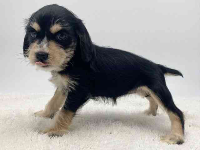 島根県のシュナックス(シュナウザー×ダックス) (ひごペットフレンドリーイオンモール出雲店/2025年11月18日生まれ/女の子/ブラックイエロー)の子犬の3枚目の画像