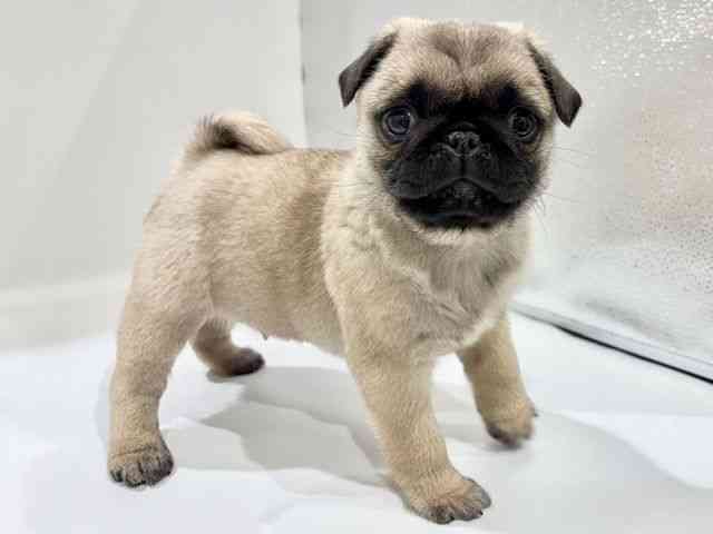 大阪府のパグ (ひごペットフレンドリーイオンタウン豊中庄内店/2025年11月26日生まれ/男の子/フォーン)の子犬の3枚目の画像