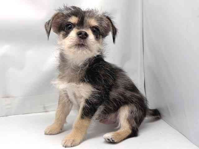 京都府のハーフ犬・ミックス犬 (ひごペットフレンドリー洛北阪急スクエア店/2025年11月29日生まれ/男の子/ブルーマール)の子犬の3枚目の画像