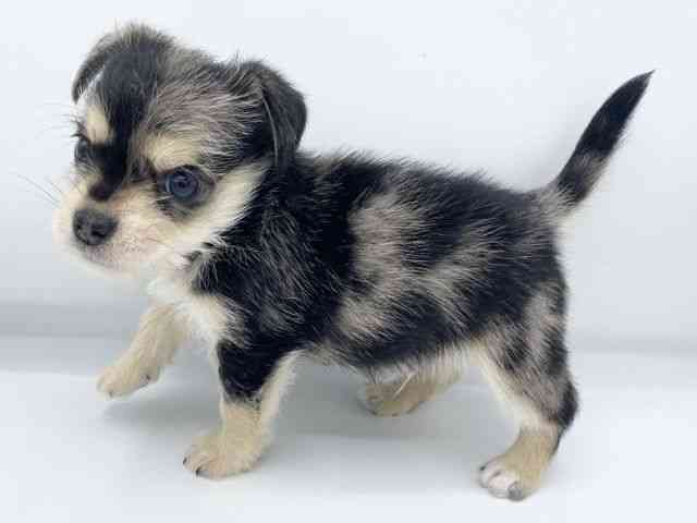 大阪府のハーフ犬・ミックス犬 (ひごペットフレンドリーららぽーとEXPOCITY店/2025年11月29日生まれ/男の子/ブルーマール)の子犬の3枚目の画像