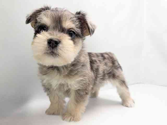 京都府のハーフ犬・ミックス犬 (ひごペットフレンドリー洛北阪急スクエア店/2025年11月29日生まれ/男の子/ブルーマール)の子犬の3枚目の画像