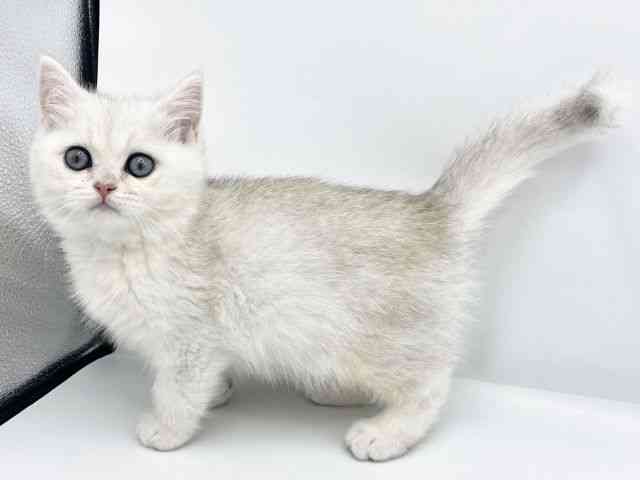 大阪府のブリティッシュショートヘアー (ひごペットフレンドリーららぽーとEXPOCITY店/2025年11月26日生まれ/男の子/シェーデッドシルバータビー)の子猫の3枚目の画像
