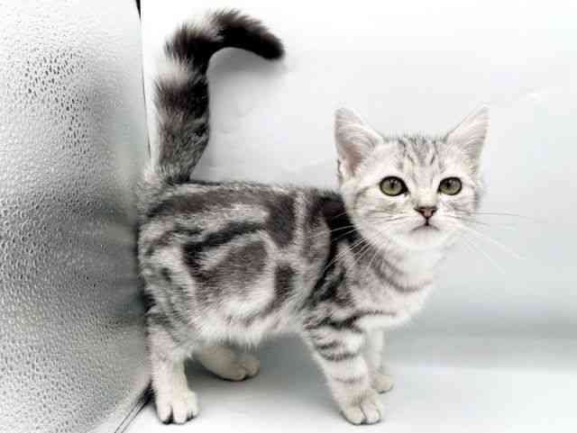 奈良県のアメリカンショートヘアー (ひごペットフレンドリートナリエ大和高田店/2025年11月30日生まれ/女の子/シルバータビー)の子猫の3枚目の画像