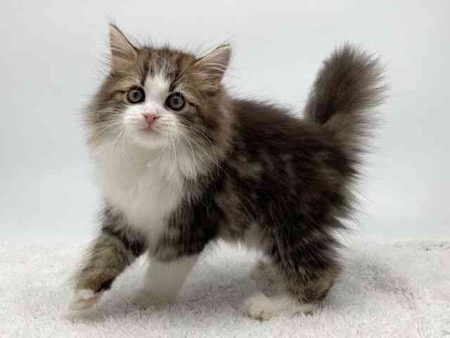 島根県のサイベリアン (ひごペットフレンドリーイオンモール出雲店/2025年11月26日生まれ/女の子/ブラウンタビーホワイト)の子猫の3枚目の画像