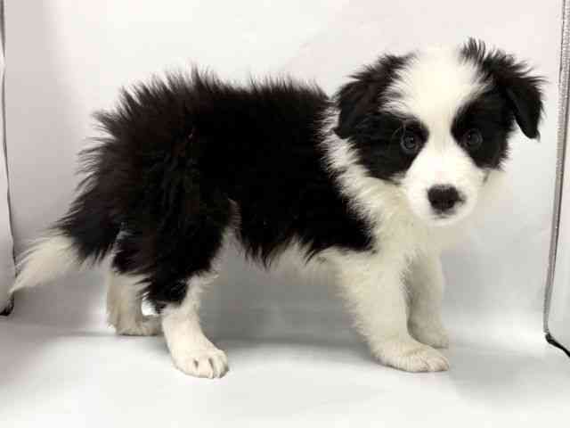 京都府のボーダーコリー (ひごペットフレンドリー京都店/2025年11月28日生まれ/男の子/ブラックホワイト)の子犬の3枚目の画像