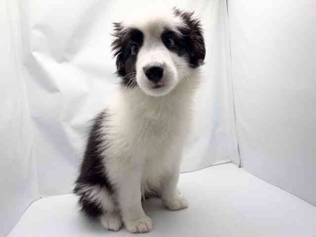 京都府のボーダーコリー (ひごペットフレンドリー洛北阪急スクエア店/2025年11月28日生まれ/男の子/ブラックホワイト)の子犬の3枚目の画像