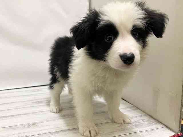 和歌山県のボーダーコリー (ひごペットフレンドリーパームシティ和歌山店/2025年11月28日生まれ/男の子/ブラックホワイト)の子犬の3枚目の画像