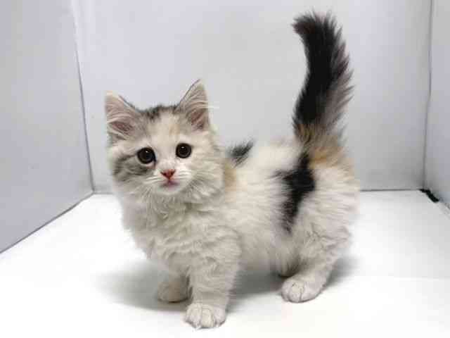 奈良県のマンチカン (ひごペットフレンドリー奈良パワーシティ店/2025年11月28日生まれ/女の子/シルバーパッチドタビーホワイト)の子猫の3枚目の画像