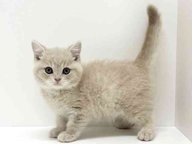 大阪府のスコティッシュフォールド (ひごペットフレンドリーくずはモール店/2025年11月30日生まれ/男の子/クリームタビー)の子猫の3枚目の画像