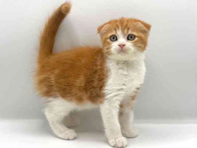 愛知県のスコティッシュフォールド (ひごペットフレンドリープライムツリー赤池店/2025年11月30日生まれ/女の子/レッドタビーホワイト)の子猫の3枚目の画像