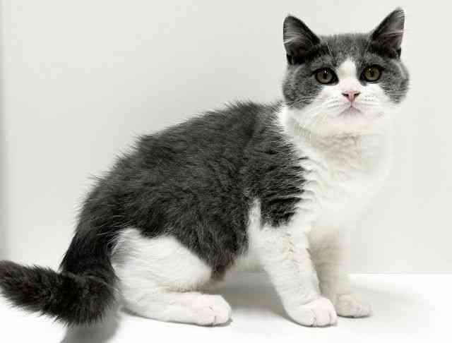 愛知県のブリティッシュショートヘアー (ひごペットフレンドリーららぽーと名古屋みなとアクルス店/2025年11月30日生まれ/男の子/ブルーホワイト)の子猫の3枚目の画像