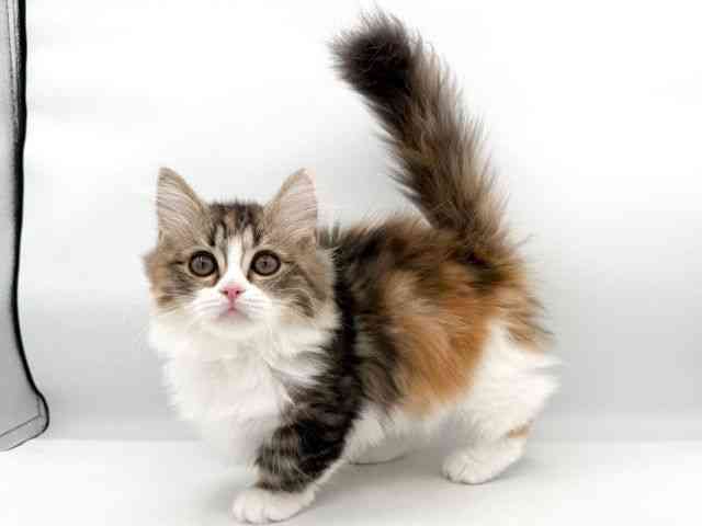 大阪府のマンチカン (ひごペットフレンドリーイオンそよら海老江店/2025年11月26日生まれ/女の子/ブラウンパッチドタビーホワイト)の子猫の3枚目の画像