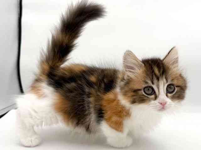 大阪府のマンチカン (ひごペットフレンドリーイオンそよら海老江店/2025年11月26日生まれ/女の子/ブラウンパッチドタビーホワイト)の子猫の3枚目の画像