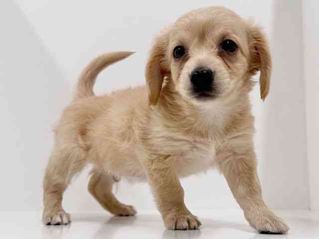 奈良県のチワックス(チワワ×ダックス) (ひごペットフレンドリーイオンモール橿原ウエスト・ビレッジ店/2025年11月30日生まれ/男の子/クリーム)の子犬の3枚目の画像