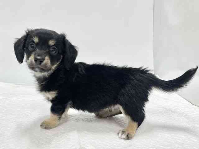 高知県のチワックス(チワワ×ダックス) (ひごペットフレンドリーイオンモール高知店/2025年11月30日生まれ/男の子/ブラッククリーム)の子犬の3枚目の画像