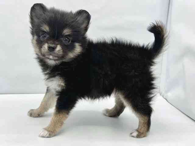 大阪府のポメチワ/チワポメ/ポメチー(ポメラニアン×チワワ) (ひごペットフレンドリーイトーヨーカドー津久野店/2025年11月28日生まれ/女の子/ブラックタン)の子犬の3枚目の画像