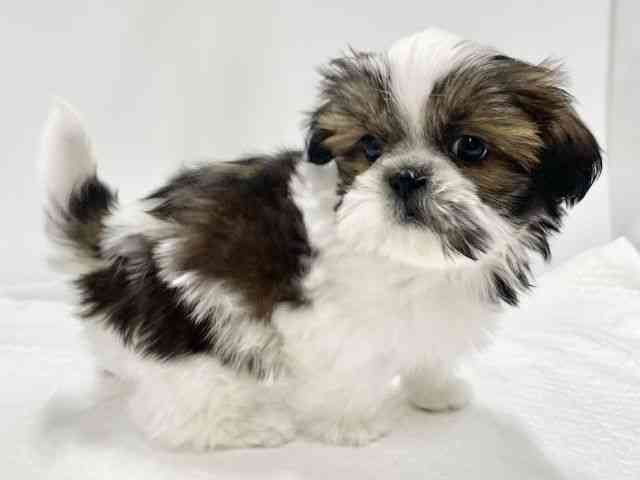 高知県のシーズー (ひごペットフレンドリーイオンモール高知店/2025年11月30日生まれ/男の子/ホワイトゴールド)の子犬の3枚目の画像