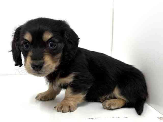 大阪府のミニチュアダックスフンド(ロング) (ひごペットフレンドリーベルファⅡ都島店/2025年11月28日生まれ/男の子/ブラックタン)の子犬の3枚目の画像